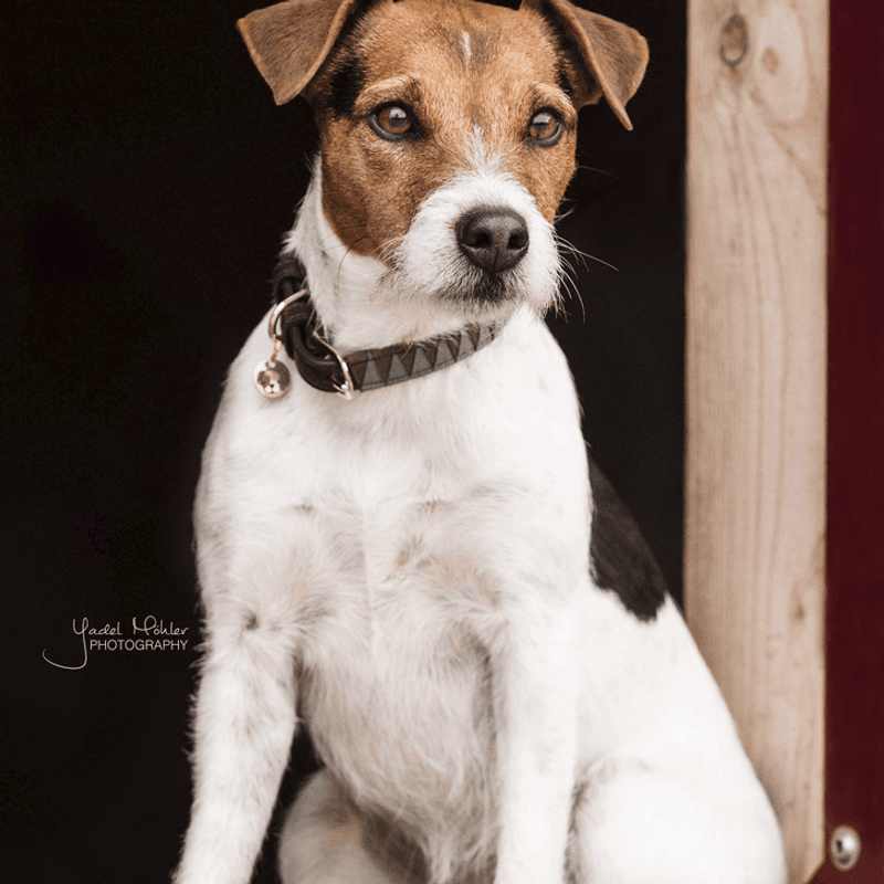 Kentucky Dog Collar Triangle