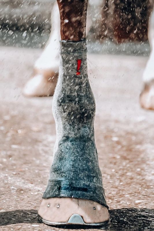 Circulation Hoof Socks