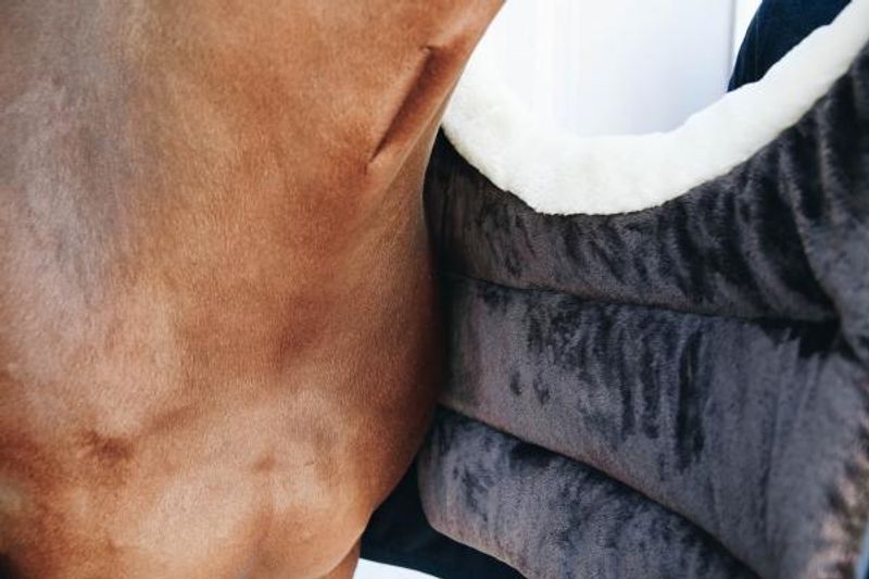 Kentucky Horse BIB Winter