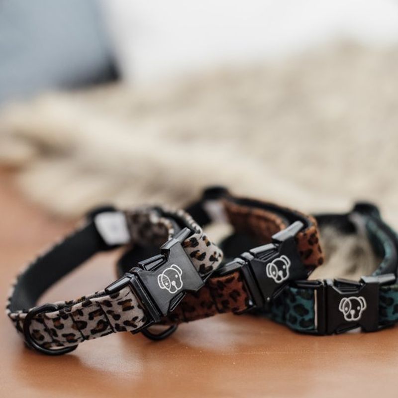 Kentucky Dog Collar Leopard