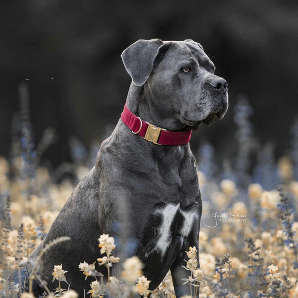 Kentucky Dog Collar Corduroy