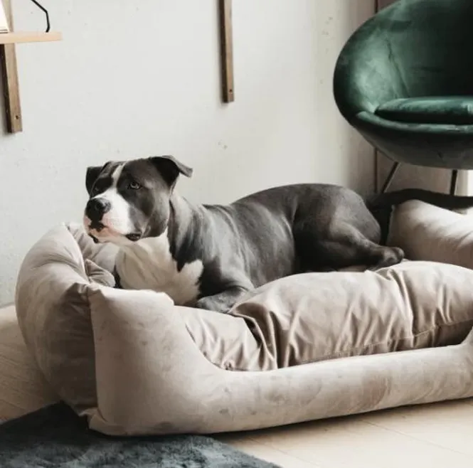 Hovedbilde Kentucky dog bed velvet