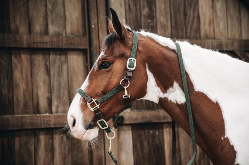 Kentucky Nylon Plaited Halter
