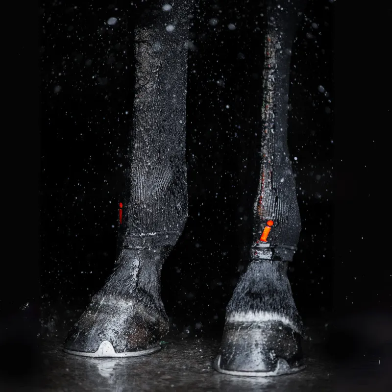 Incrediwear Equine Circulation Hock Sleeves – Sort