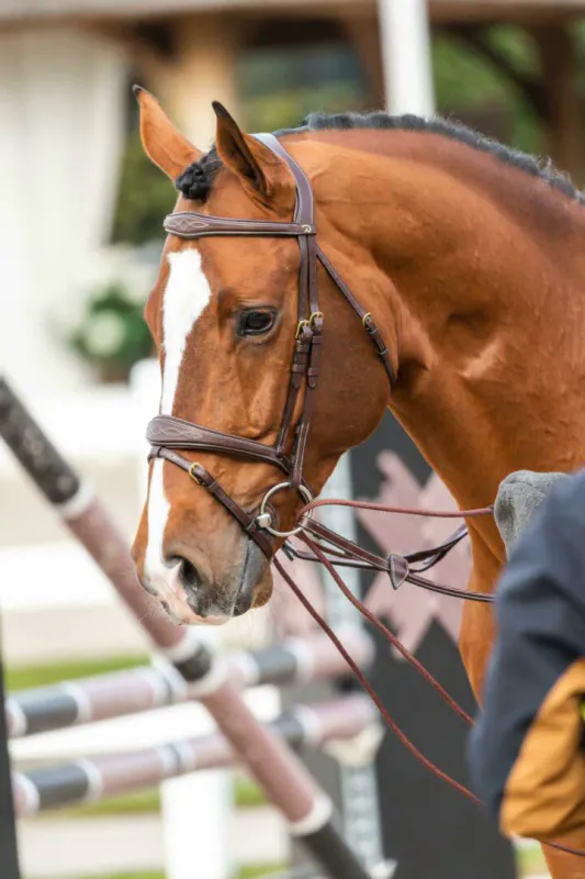 Dyon Leather/Nylon Draw Reins 16mm D Collection