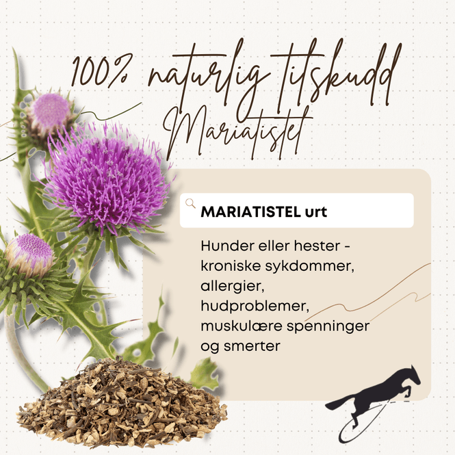 Hovedbilde Mariatistel frø pulver Hilton ...