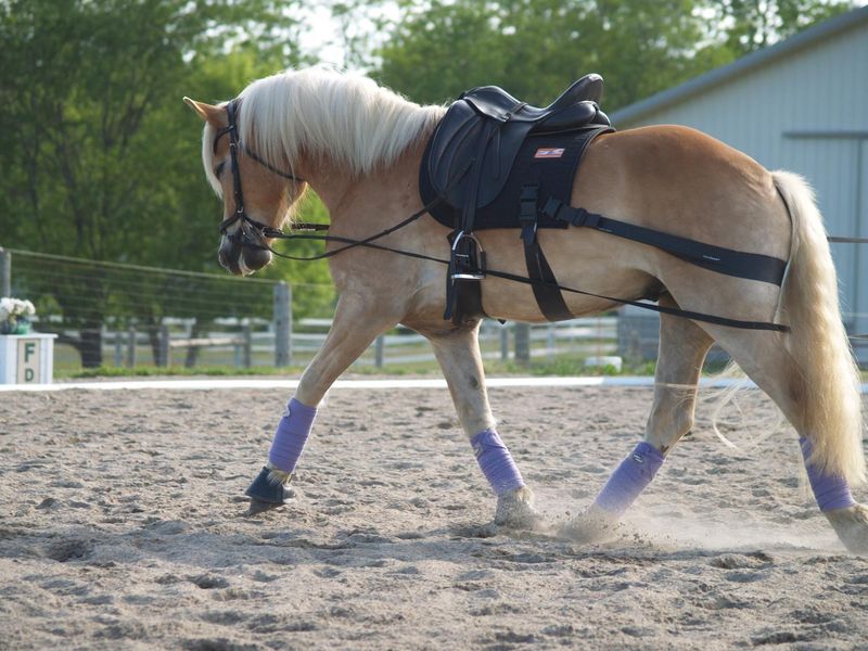 Equiband® Pro System – Komplett pakke