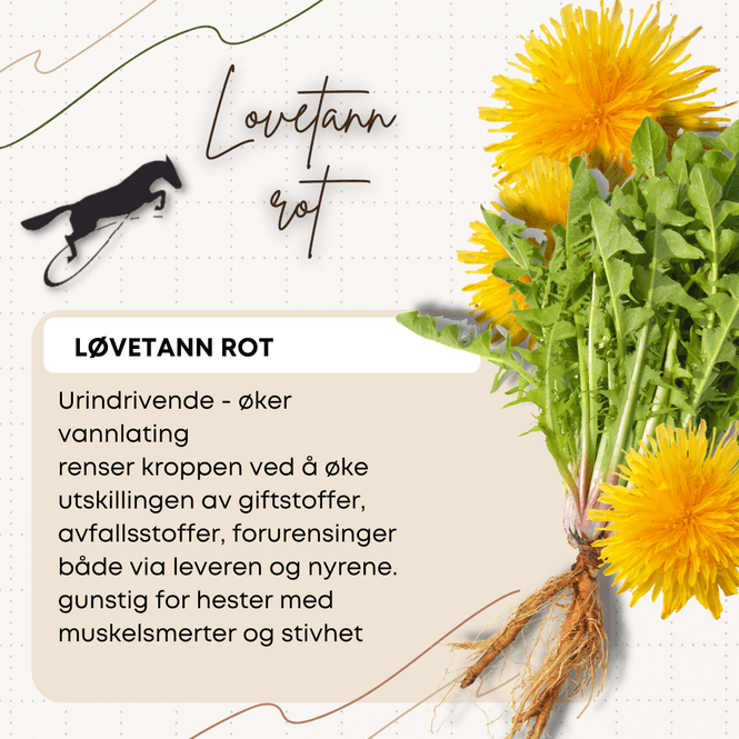 Hovedbilde LØVETANN ROT - 1 kg. 