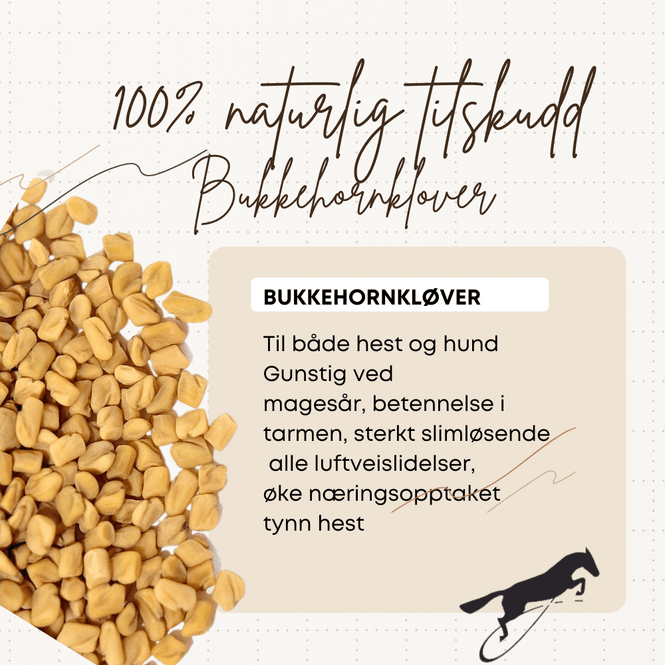 Hovedbilde Bukkehornkløver frø Hilton ...