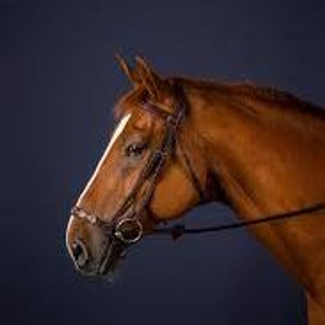 Hovedbilde Dyon Adjustable Drop Noseband ...