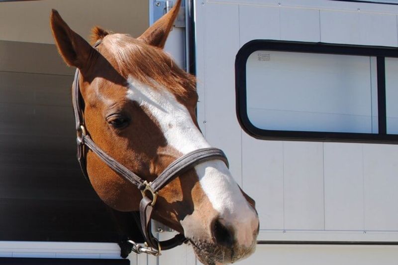 Cheval Liberté Touring Country
