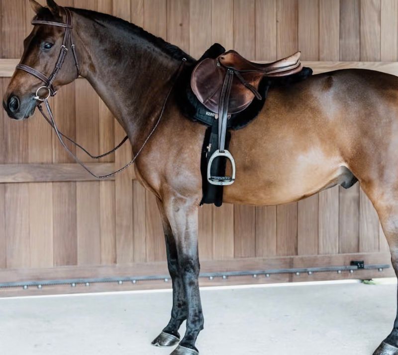 Saddle Pad Hunter vegan sheepskin jumping